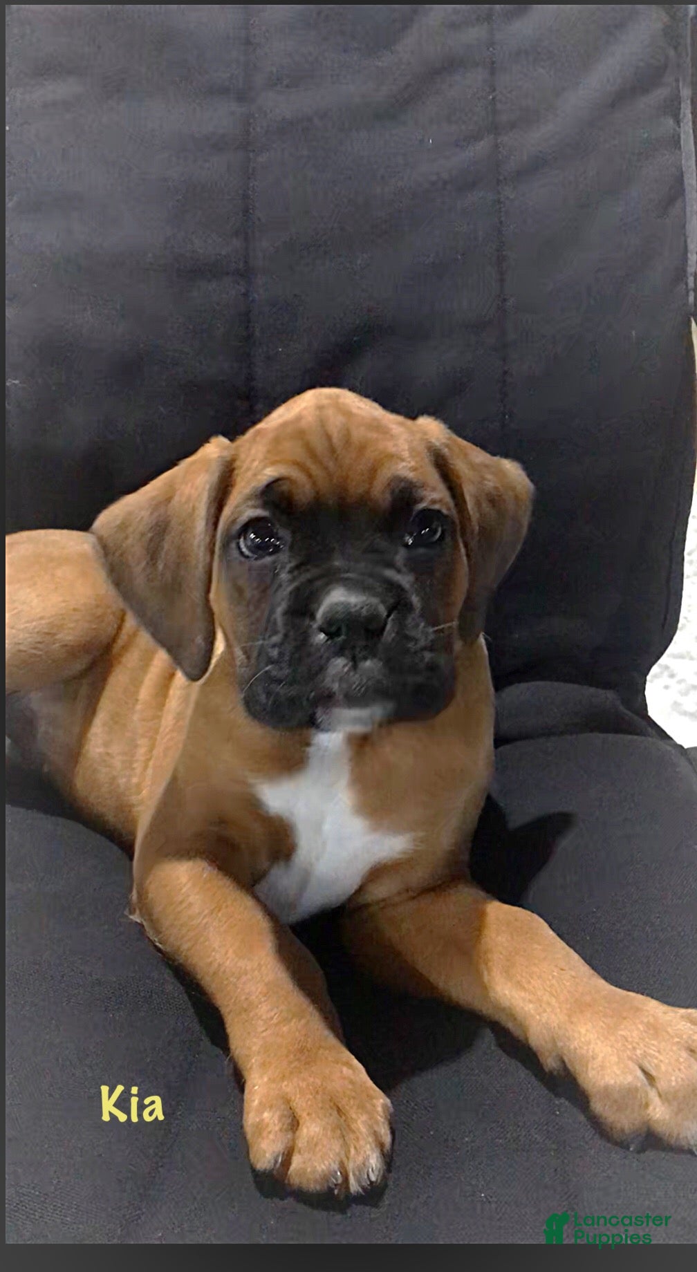 Boxer dogs Boxer Puppy 2 - Ad 1