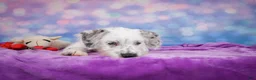 Mixed Breed dogs for sale: Rex - Ad 9