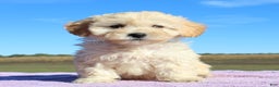 Maltipoo dogs for sale: Tabitha - Ad 3