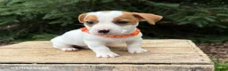 Jack Russell Terrier dogs for sale: Rio - Ad 2