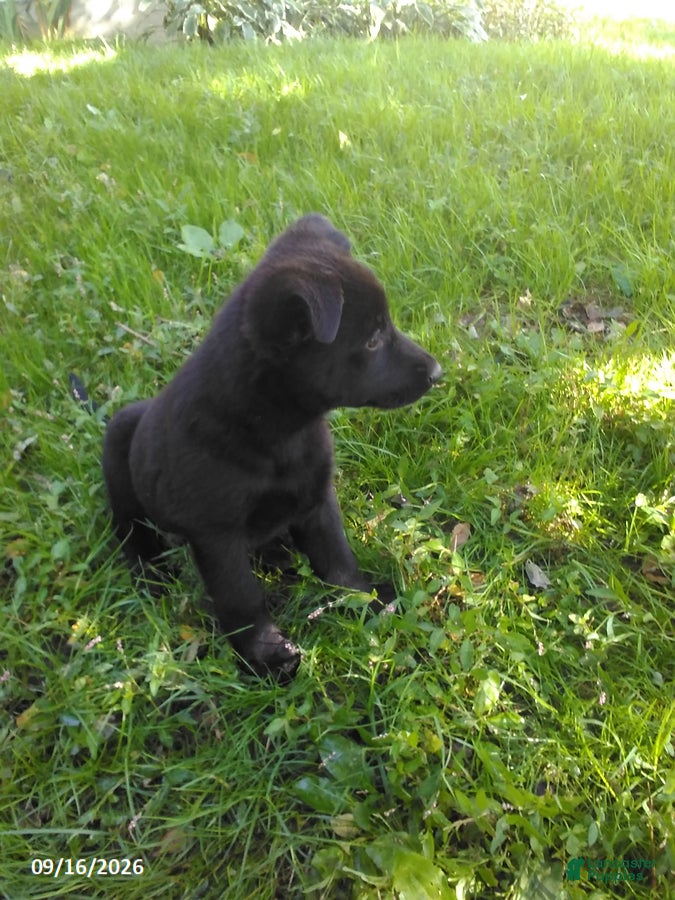 German Shepherd dogs Rita - Ad 2