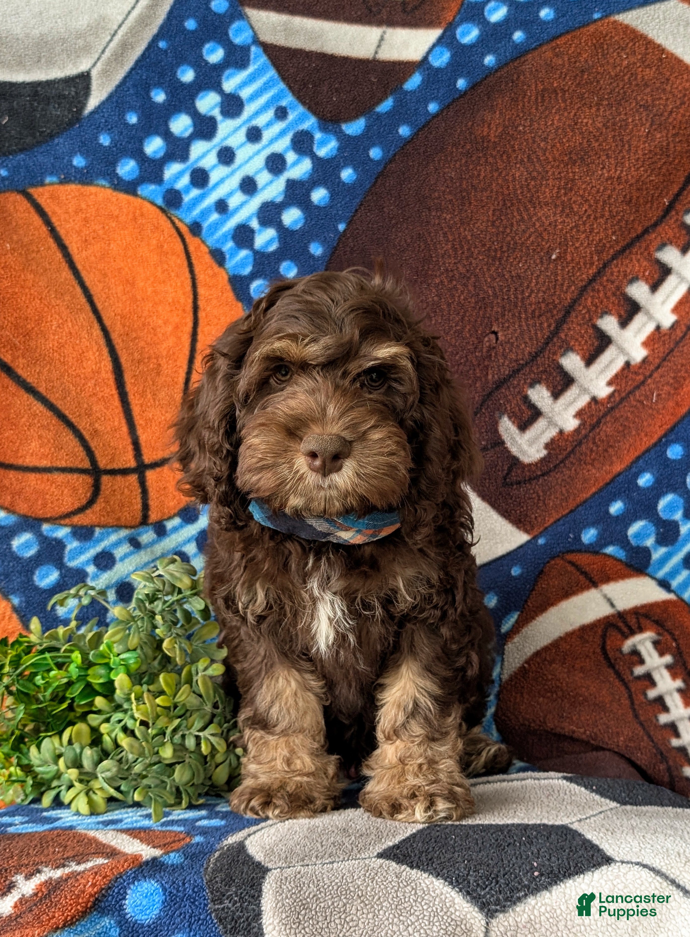 Cockapoo dogs Aiken - Ad 2