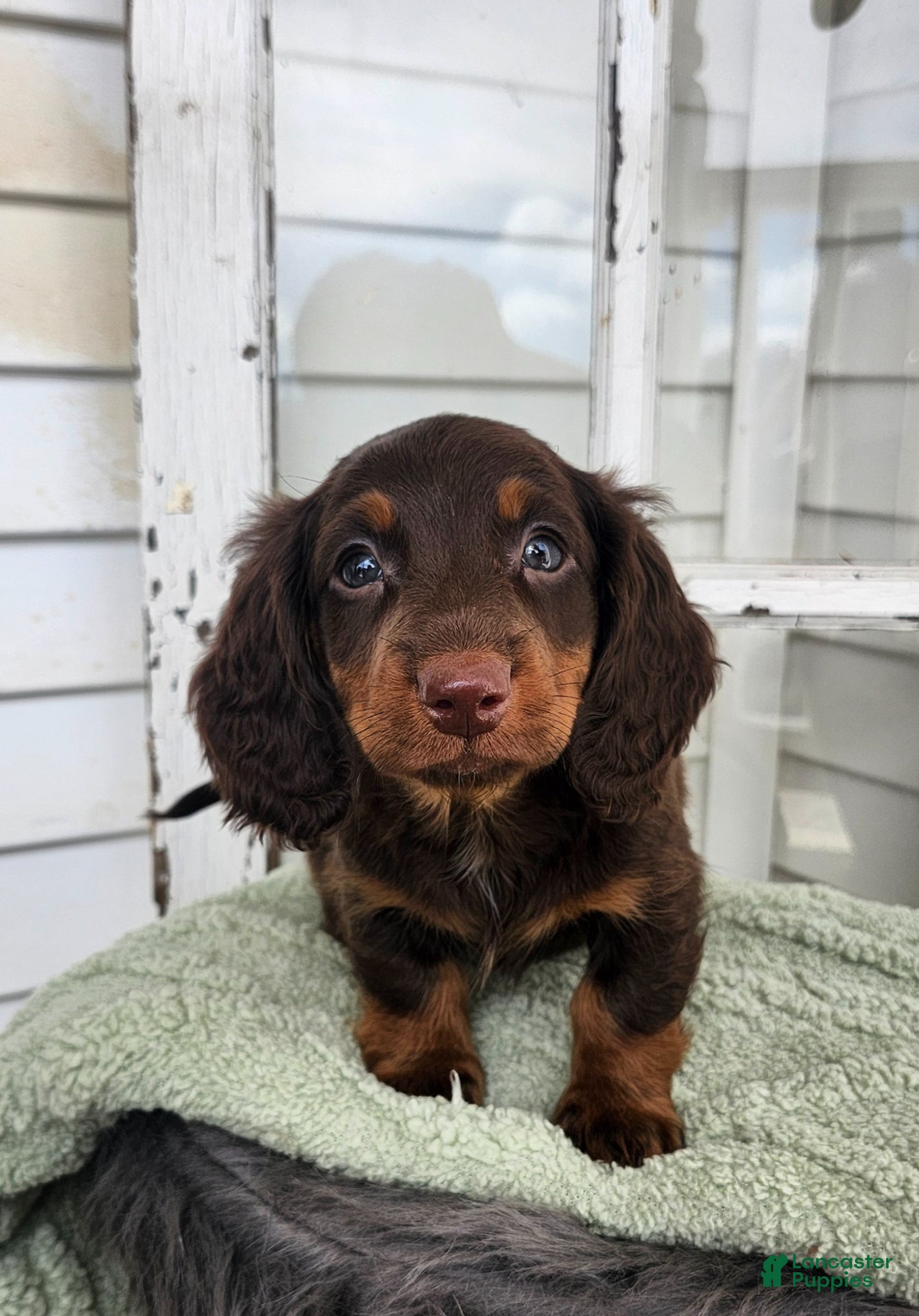 Miniature Dachshund dogs Miles - Ad 2