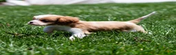 Cavalier King Charles Spaniel dogs for sale: Allen Cavalier King Charles Spaniel Puppy  - Ad 21