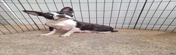Boston Terrier dogs for sale: Boston Terrier Puppy 6 - Ad 11