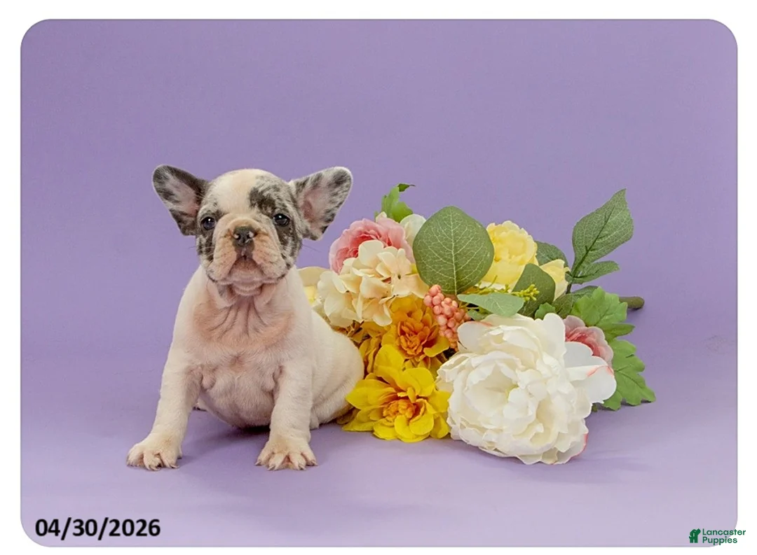 French Bulldog dogs for sale: Lily - Ad 3