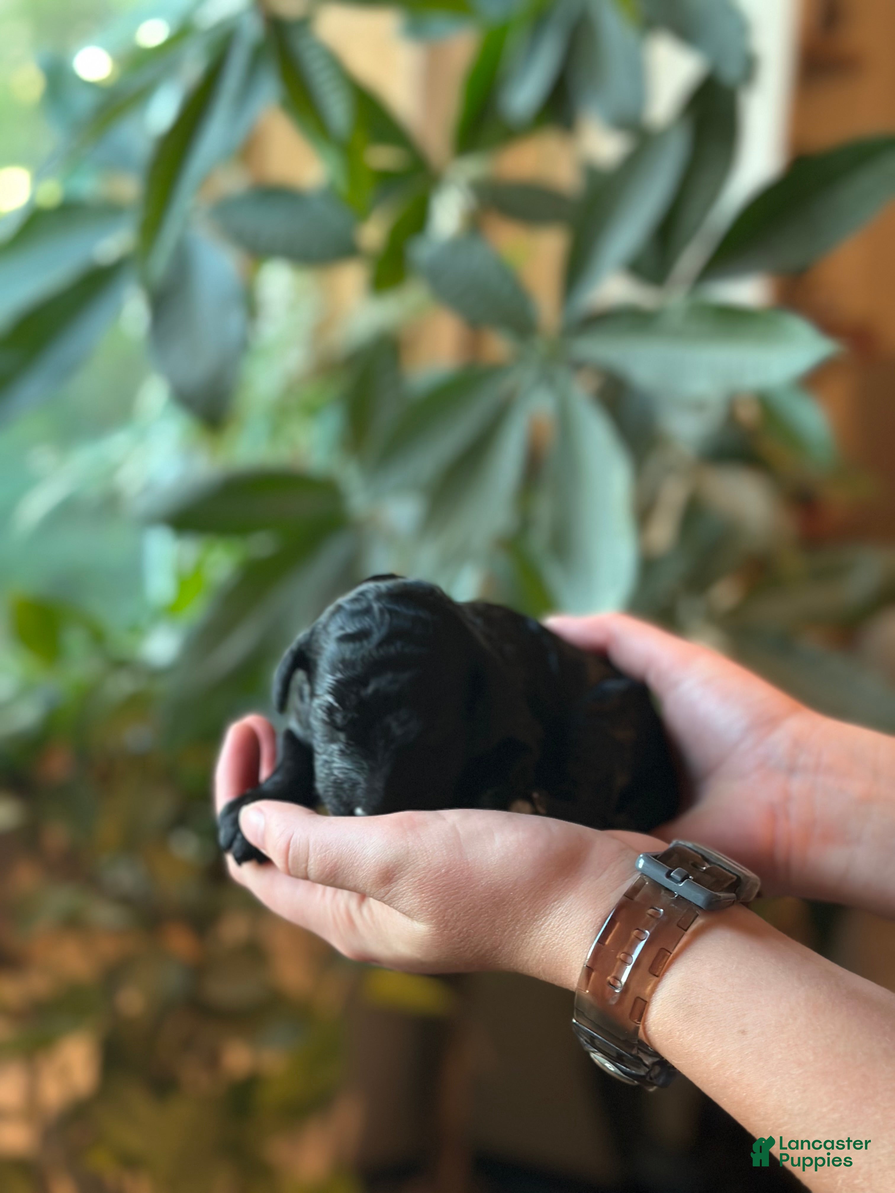 Standard Poodle dogs Standard Poodle 5 - Ad 1