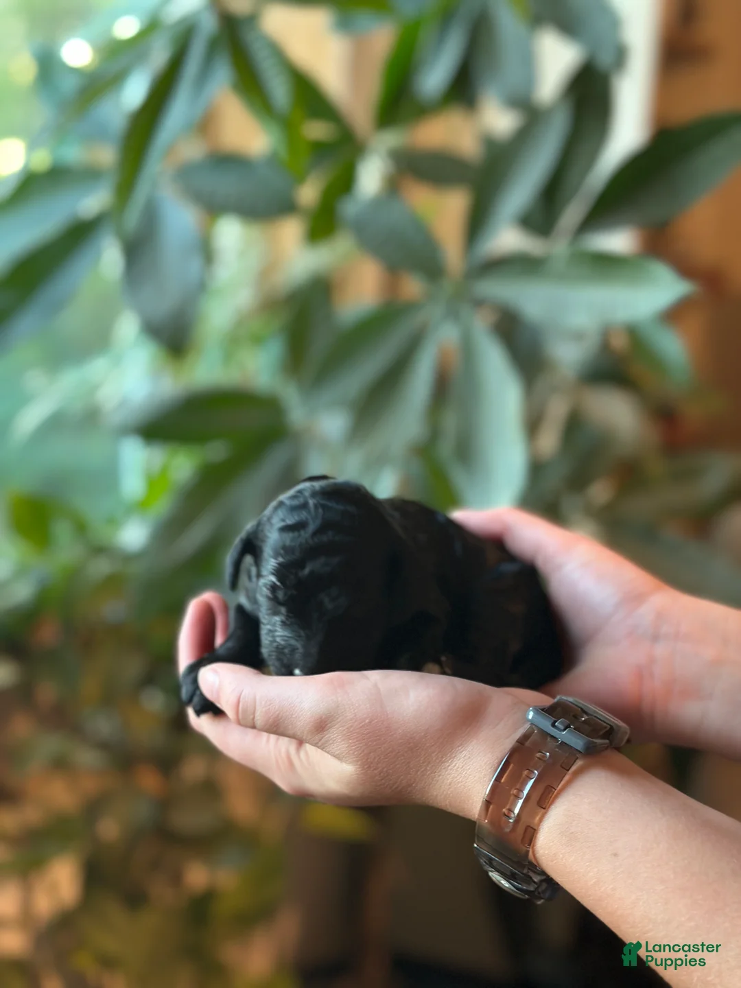 Standard Poodle dogs for sale: Standard Poodle 5 - Ad 1