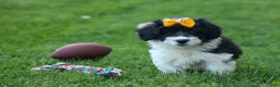Corgipoo dogs for sale: NORMAN - Ad 15