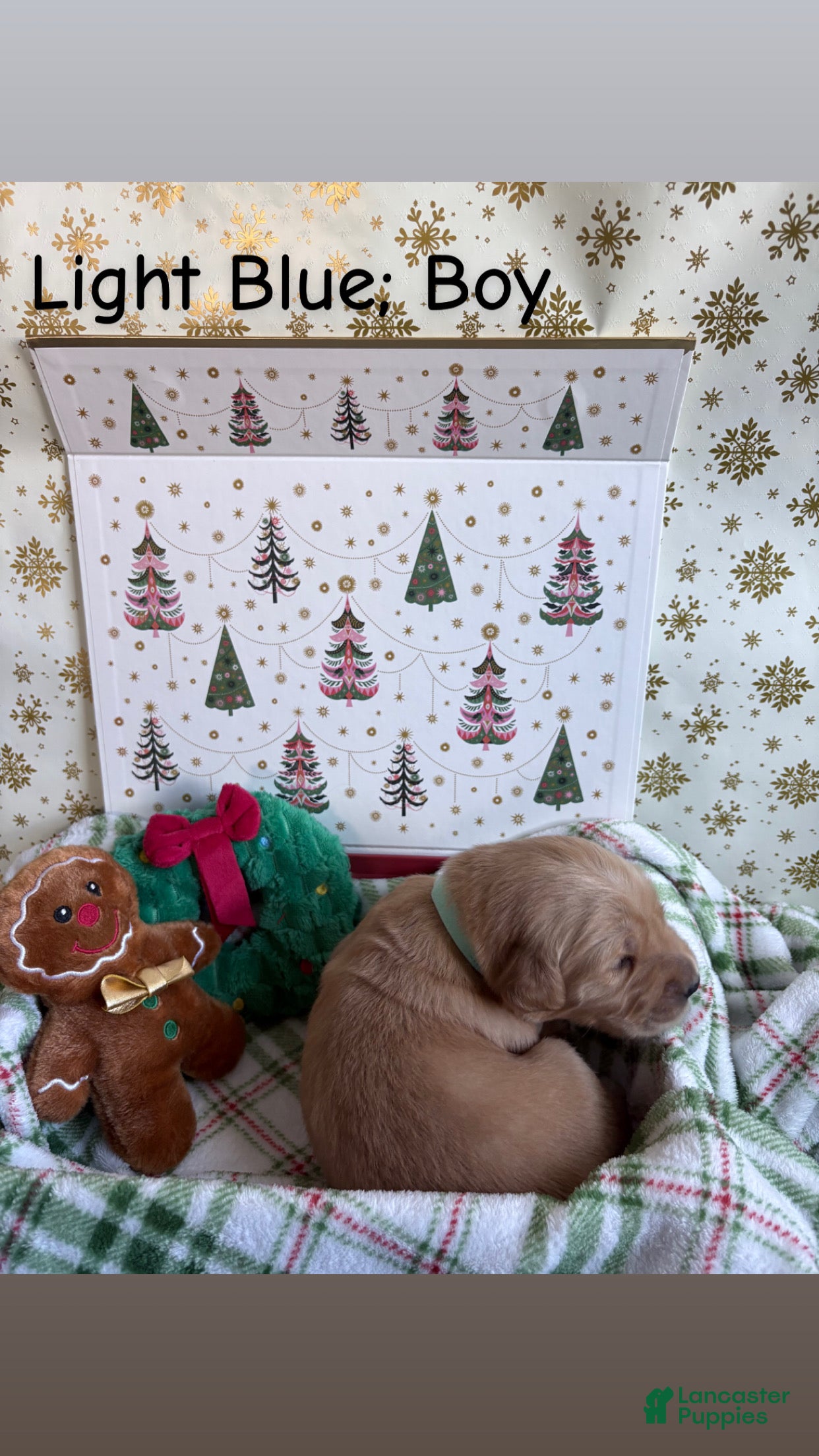 Golden Retriever dogs for sale: Golden Retriever 3 - Ad 33