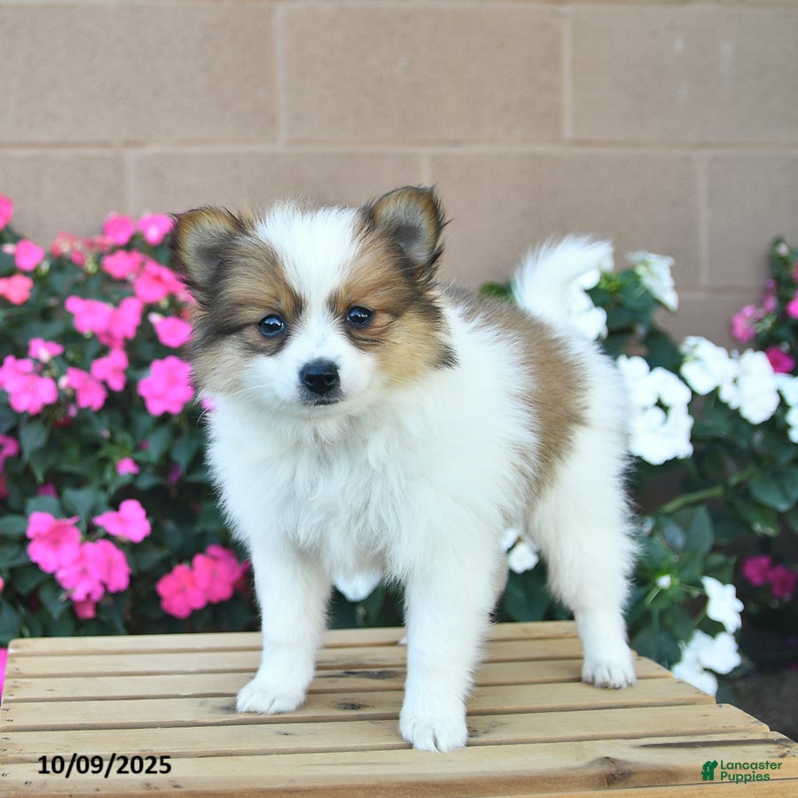 Pomeranian dogs Flynn  - Ad 22