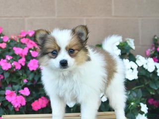 Pomeranian dogs Flynn - Ad 8