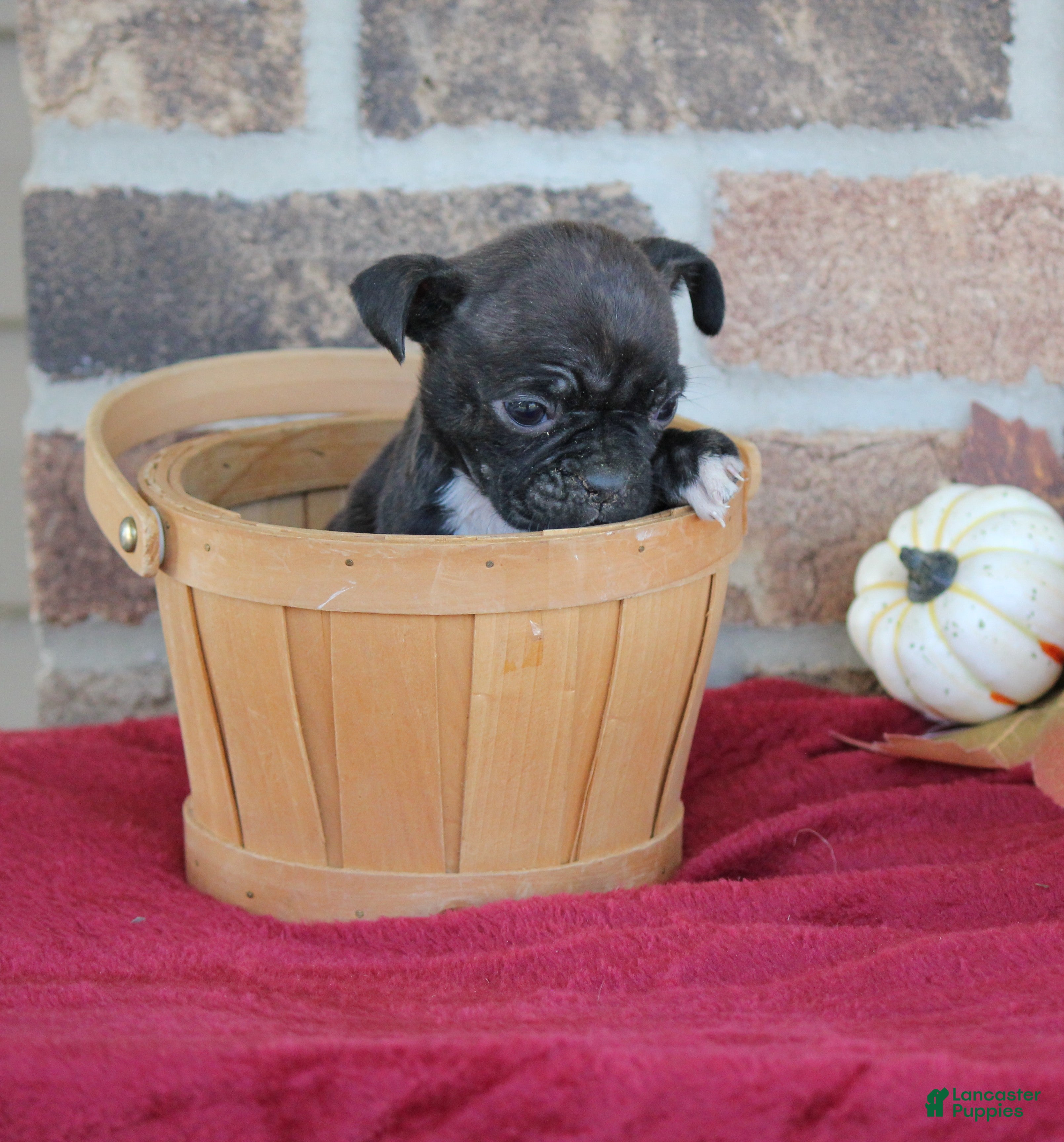 Mixed Breed dogs Dallas - Ad 21