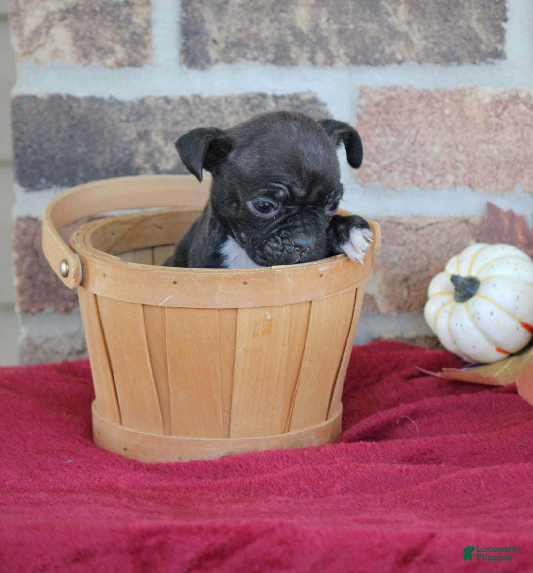 Mixed Breed dogs for sale: Dallas - Ad 1