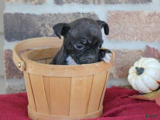 Mixed Breed dogs Dallas - Ad 13