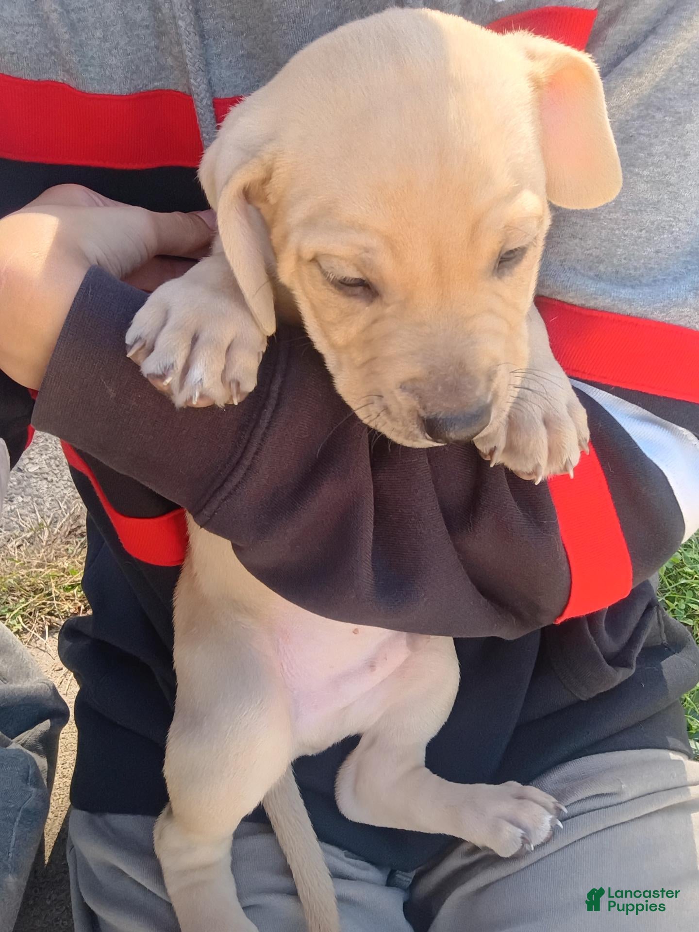 Mixed Breed dogs Blacknose Male 1 - Ad 11