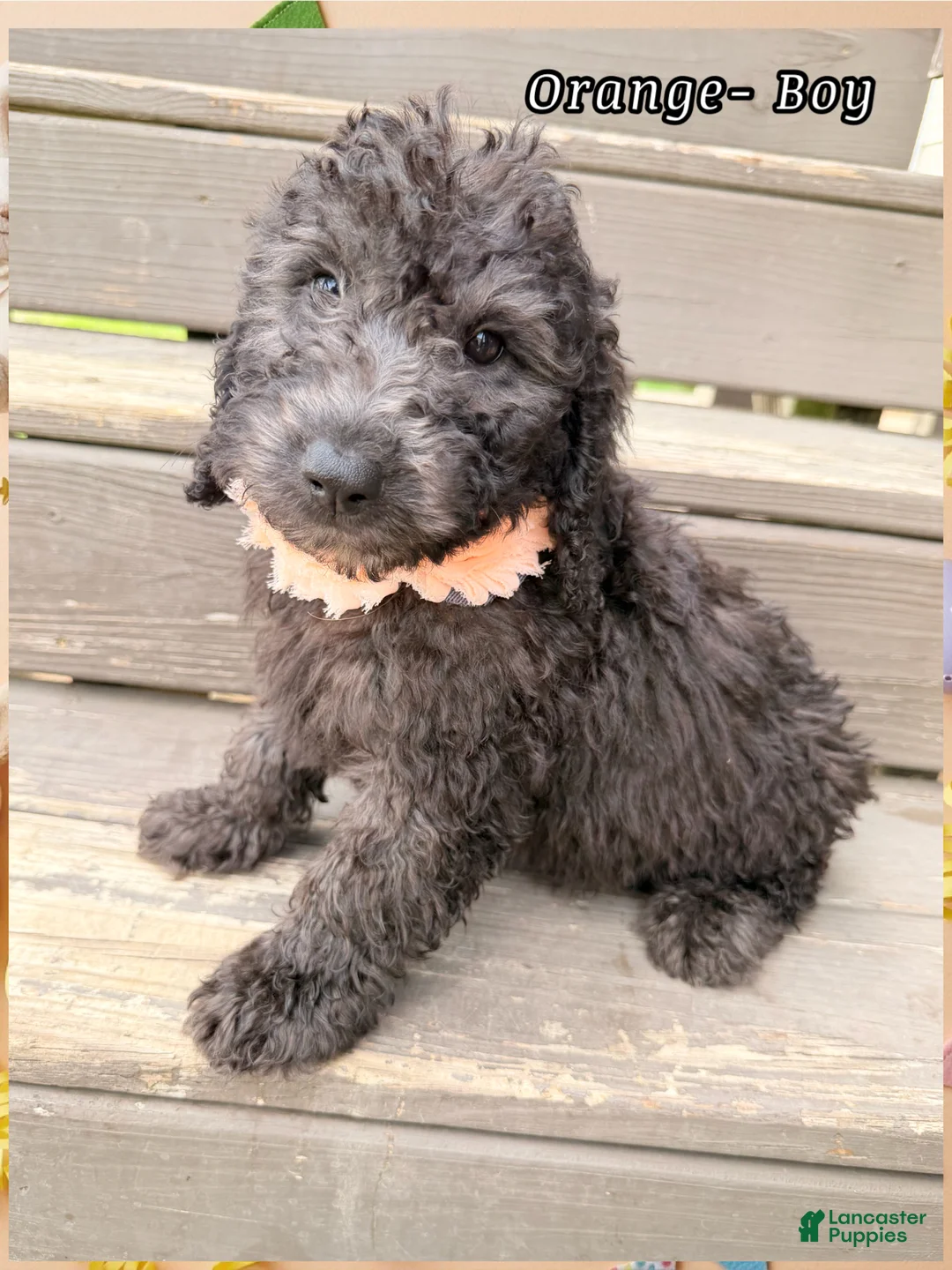 Mini Sheepadoodle dogs for sale: Orange Boy - Ad 1