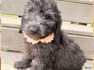 Mini Sheepadoodle dogs Orange Boy - Ad 2