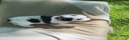 Mixed Breed dogs for sale: Pita - Ad 4