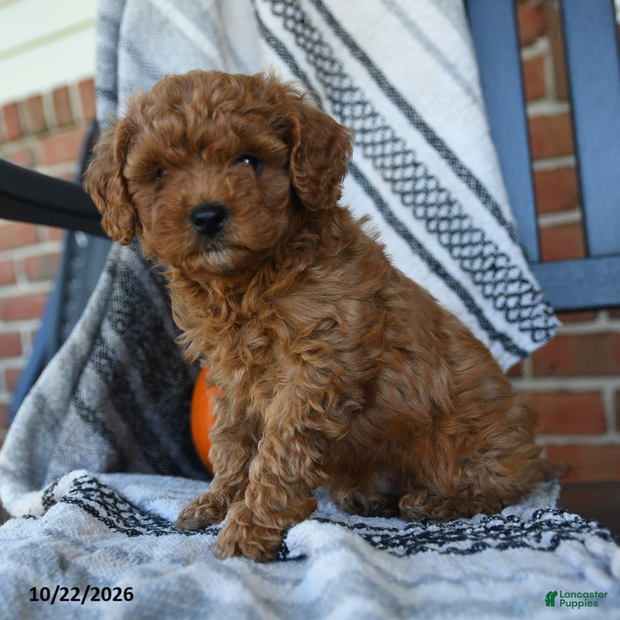 Cavapoo dogs Rainbow - Ad 1