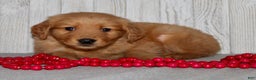 Golden Retriever dogs for sale: Parker - Ad 8