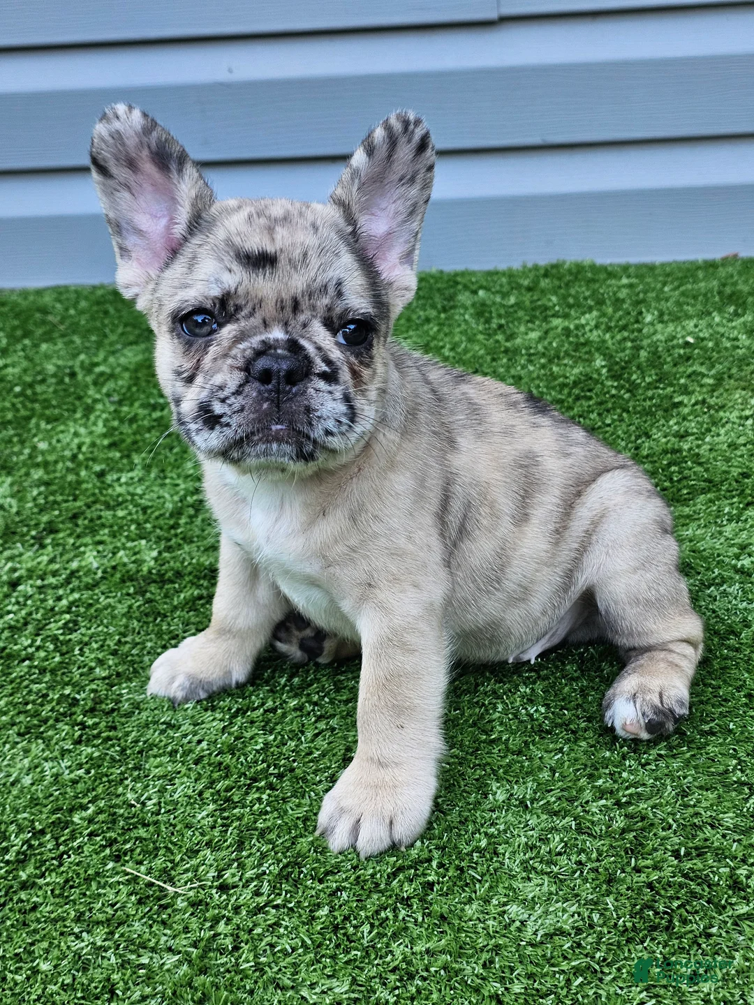 French Bulldog dogs for sale: Meadow - Ad 1