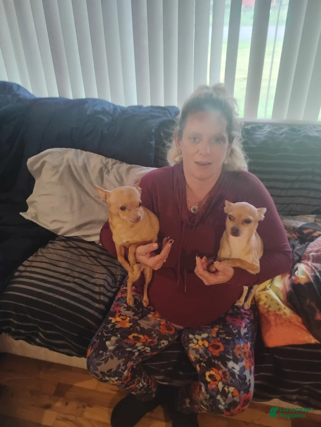 Chihuahua dogs for sale: Chihuahua Puppy 1 - Ad 4