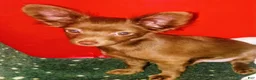 Chihuahua dogs for sale: Chiweenie  - Ad 12