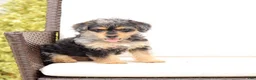 Yorkiepoo dogs for sale: Lewey - Ad 3