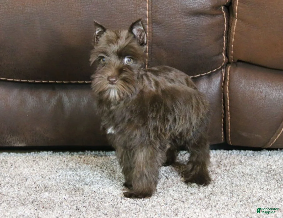 Miniature Schnauzer dogs for sale: Millie - Ad 4