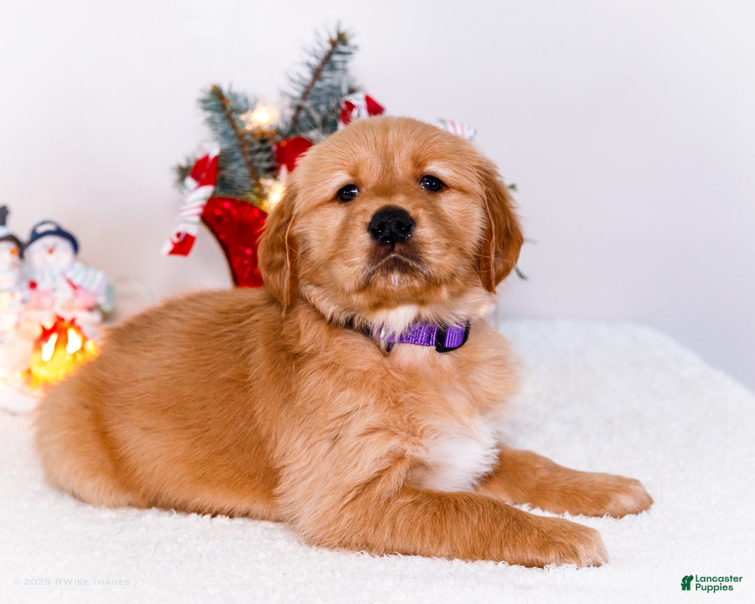 Golden Retriever dogs for sale: Elana - Ad 2