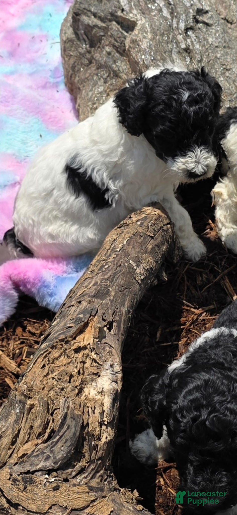 Standard Poodle dogs Standard Poodle 2 - Ad 32