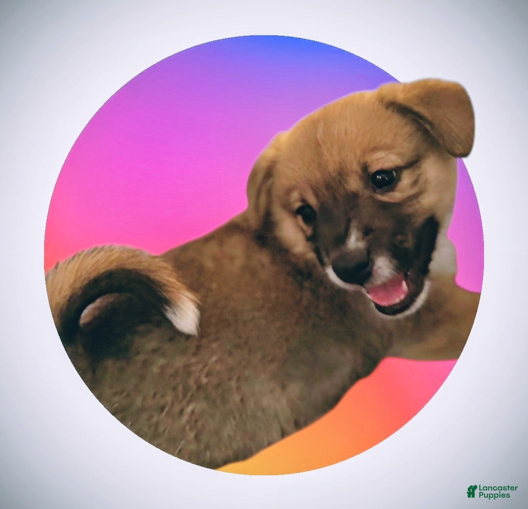 Mixed Breed dogs Rocky Balboa - Ad 28