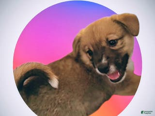 Mixed Breed dogs Rocky Balboa - Ad 28