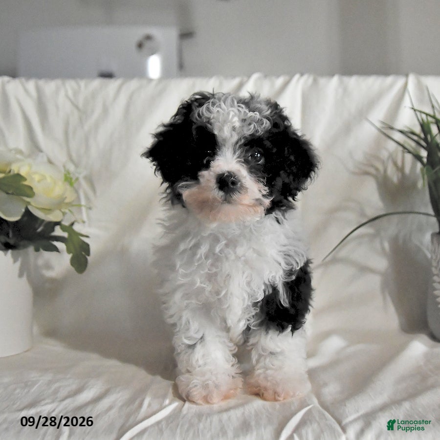 Maltipoo dogs Chip - Ad 1