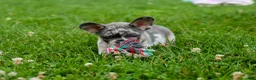 French Bulldog dogs for sale: Knox 💙 - Ad 12