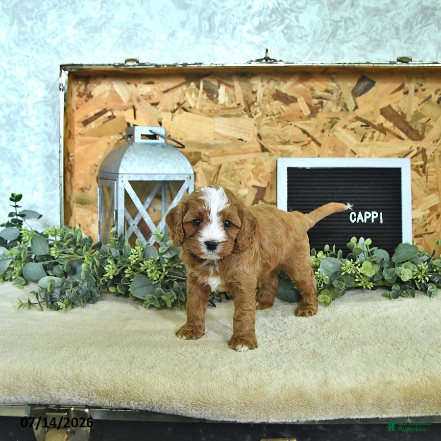 Cavapoo dogs Cappi - Ad 1