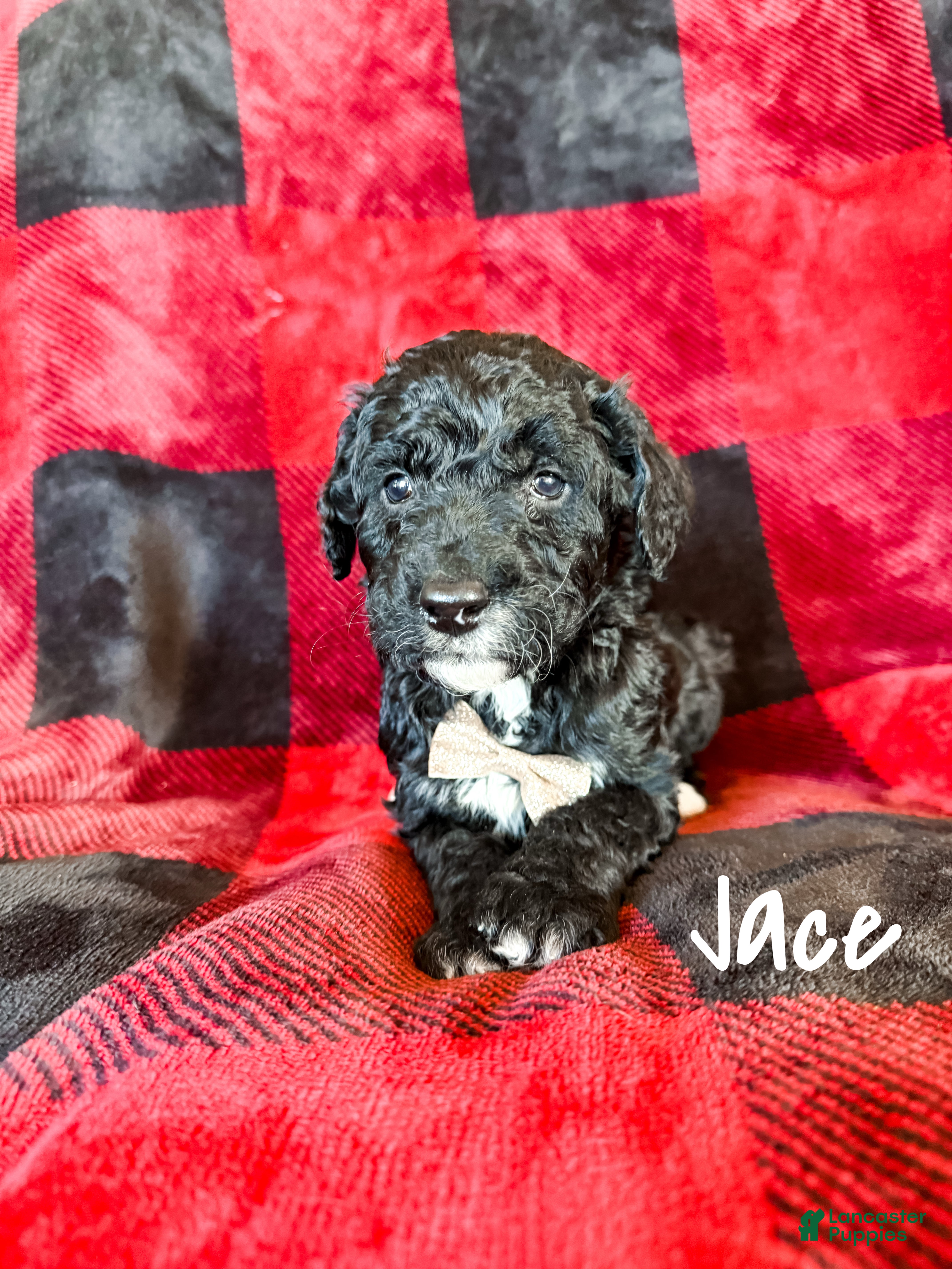Aussiedoodle dogs Jace - Ad 21