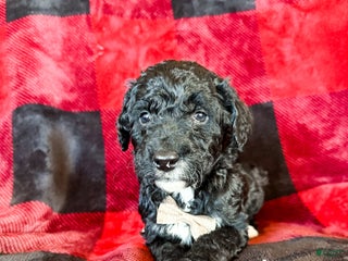 Aussiedoodle dogs Jace - Ad 21