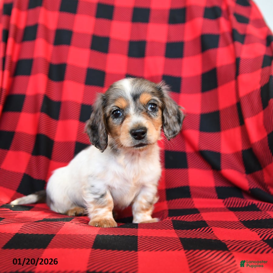 Miniature Dachshund dogs for sale: Piper - Ad 2