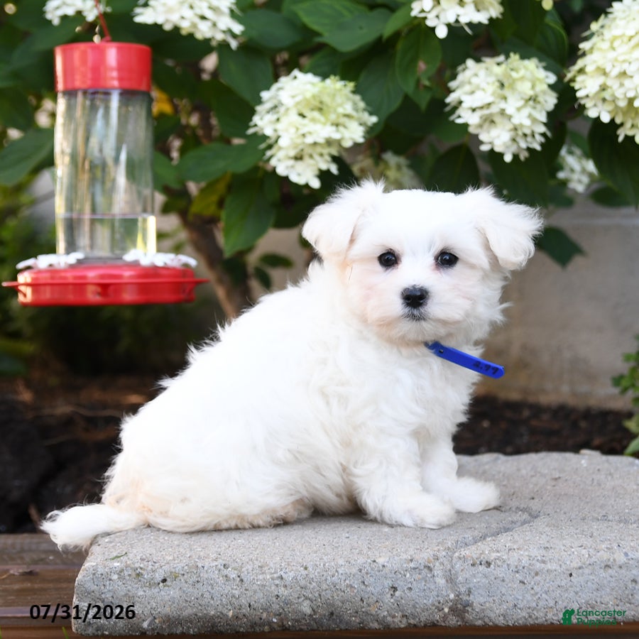 Maltese dogs Lenny - Ad 2
