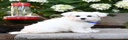 Maltese dogs for sale: Lenny - Ad 2