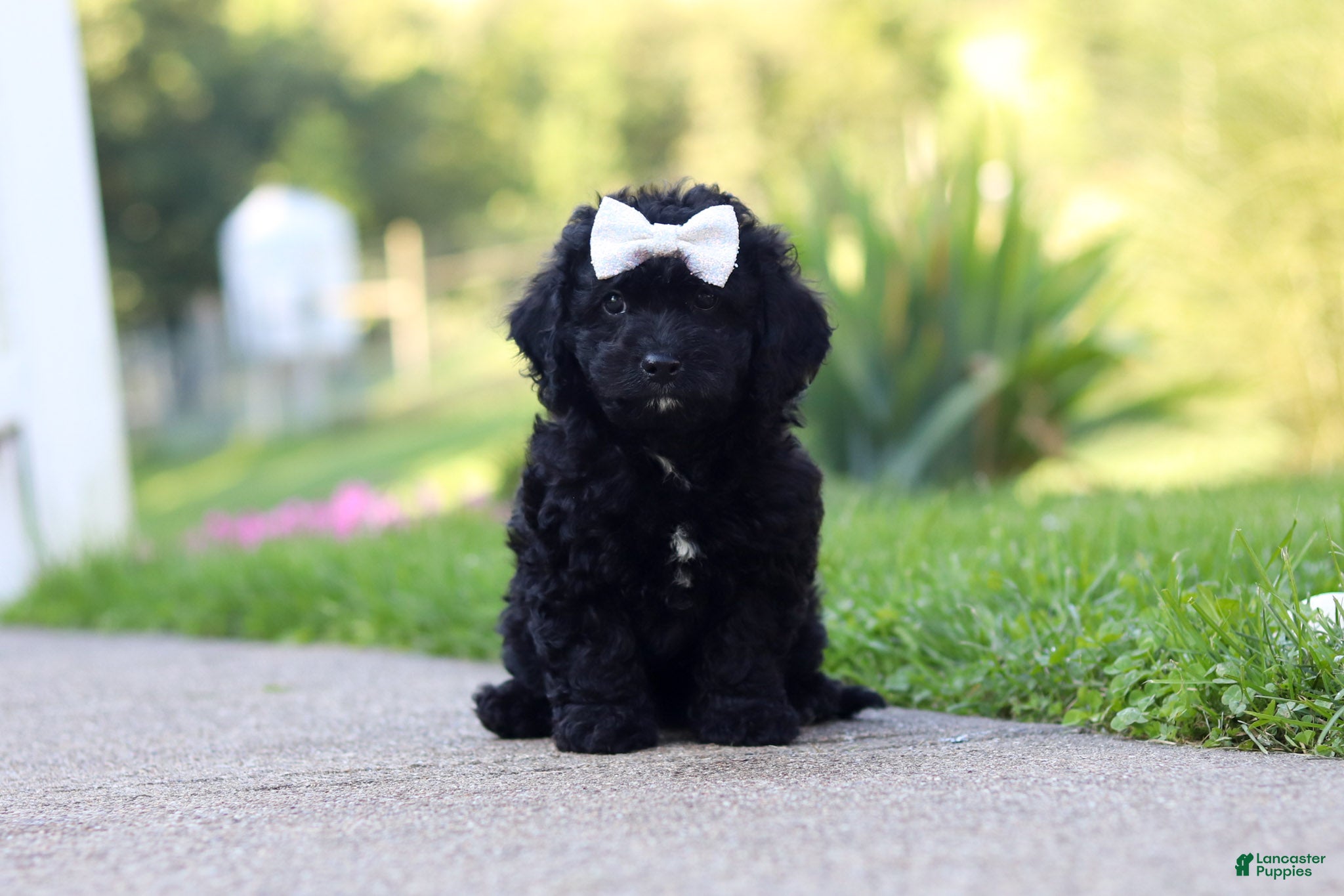 Cavapoo dogs Juniper - Ad 1