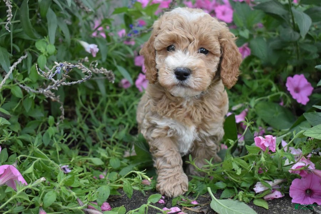 Gallery Image {{count}}