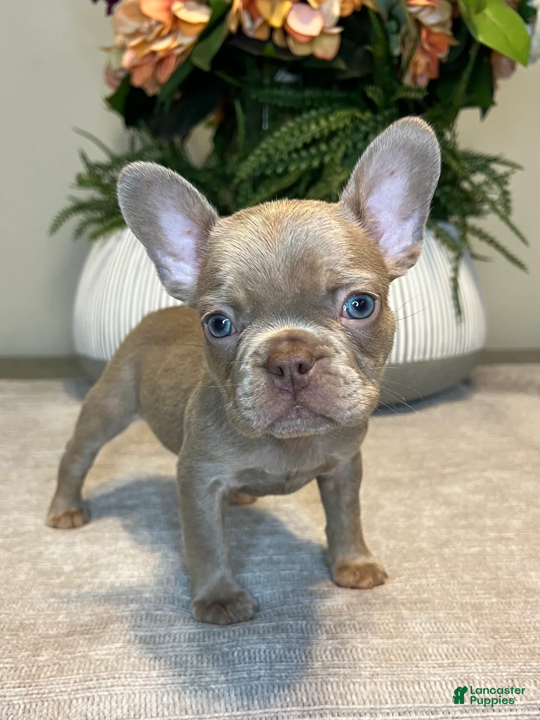 French Bulldog dogs for sale: Benji - Ad 5