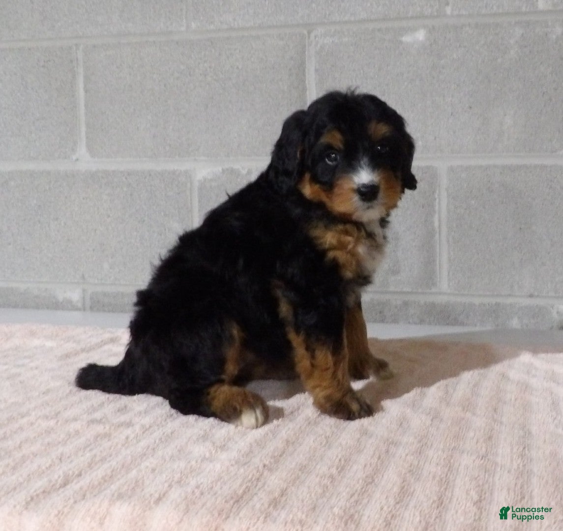 Bernedoodle dogs Lily - Ad 2