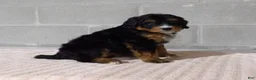 Bernedoodle dogs for sale: Lily - Ad 2