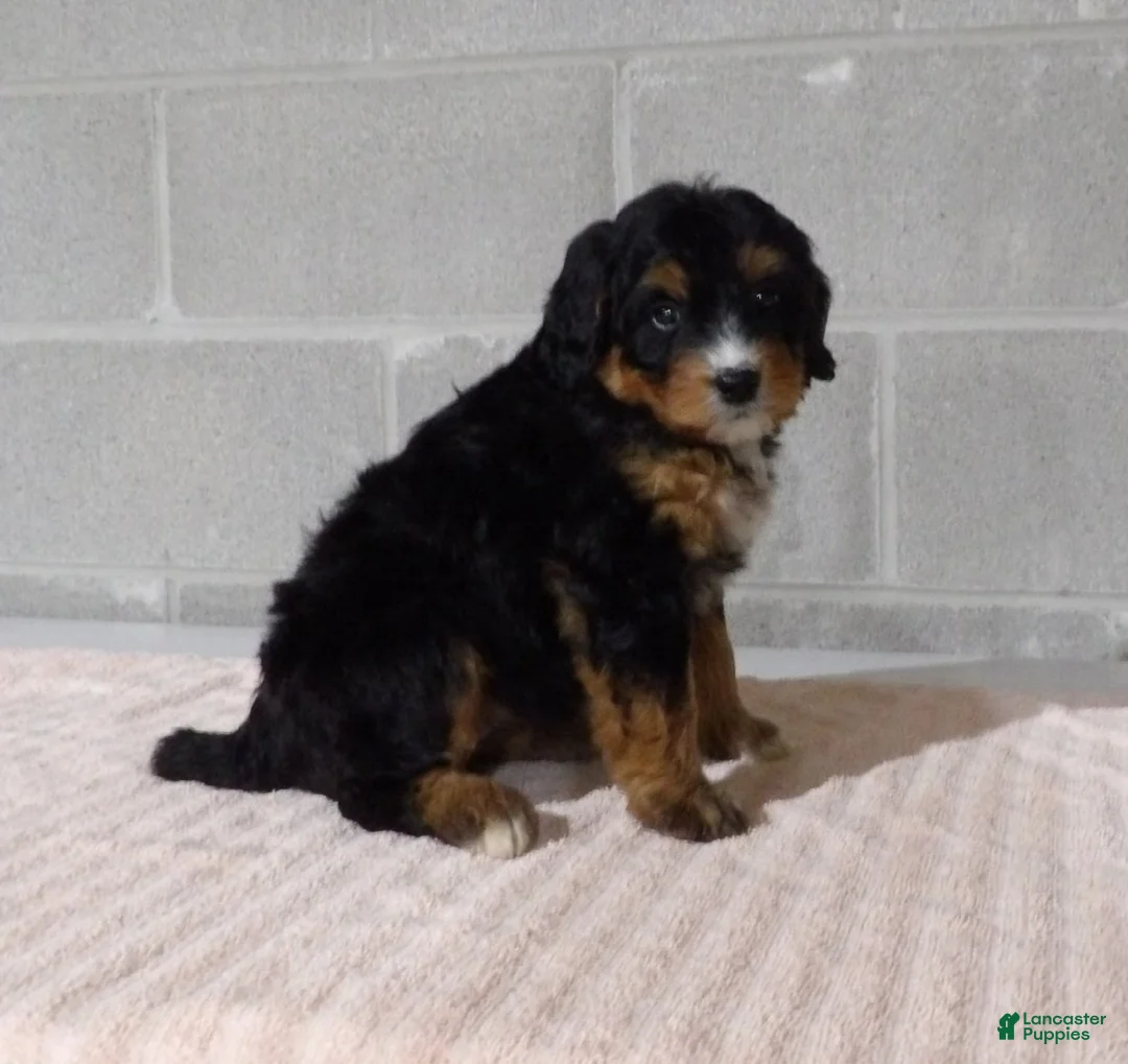 Bernedoodle dogs for sale: Lily - Ad 2