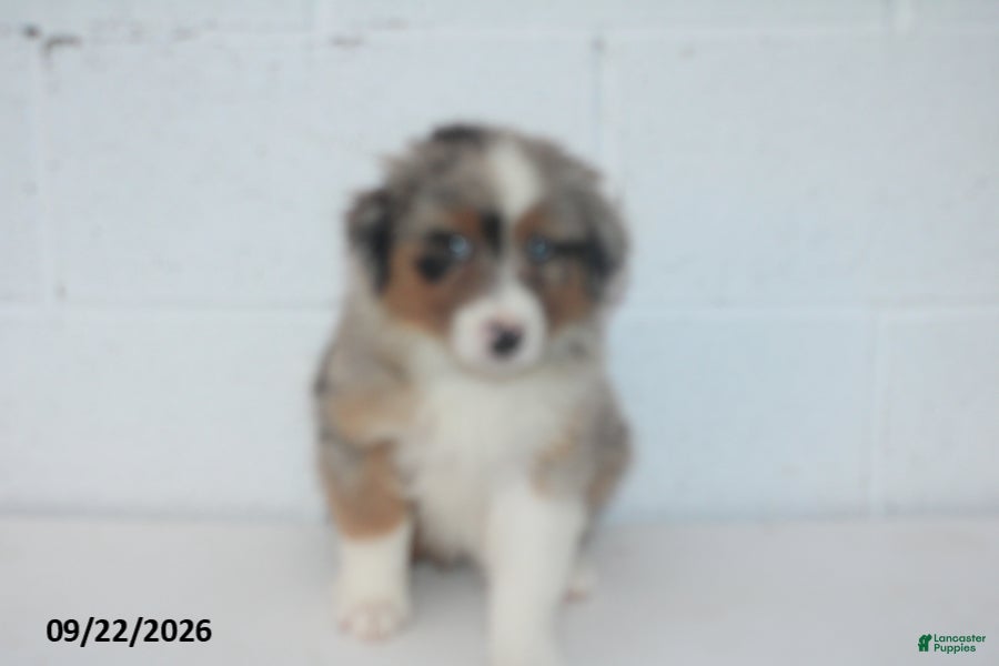 Australian Shepherd dogs Barbie - Ad 2