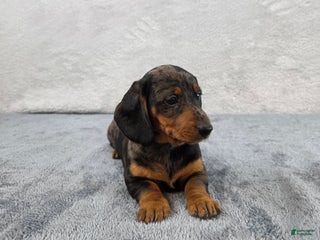 Miniature Dachshund dogs - Ad 15